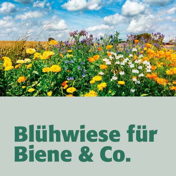 Blühwiese für Biene & Co.