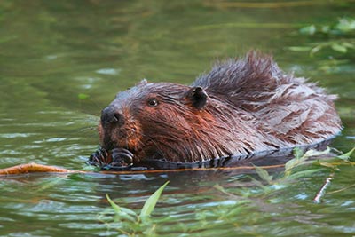 Biber im Wasser